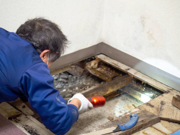 Best Affordable Mold Removal  in Harper, KS