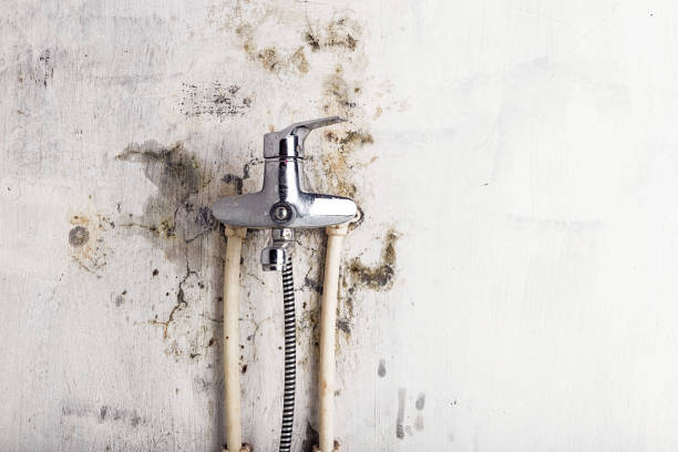 Best Same-Day Mold Removal  in Harper, KS