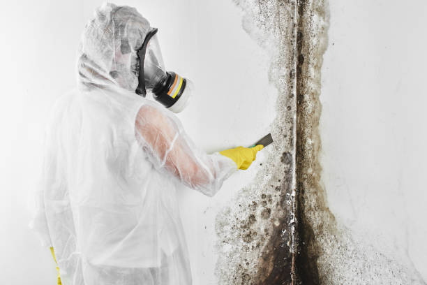 Trusted Harper, KS Mold Removal Experts