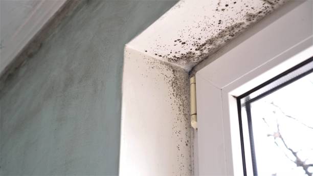Reliable Harper, KS Mold Removal Solutions