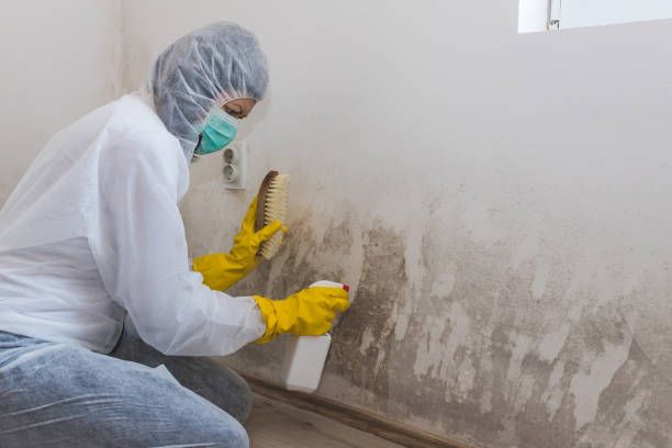 Best Mold Removal Company Near Me  in Harper, KS