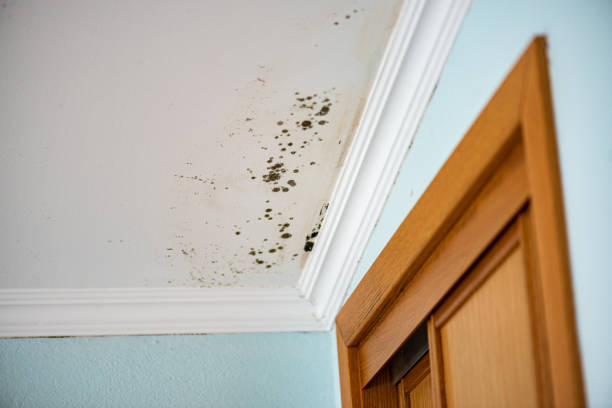 Best Mold Removal Near Me  in Harper, KS