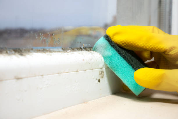 Best Best Mold Removal Companies  in Harper, KS