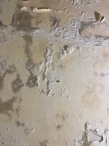 Best Commercial Mold Removal  in Harper, KS