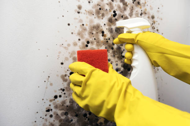 Best Emergency Mold Removal  in Harper, KS