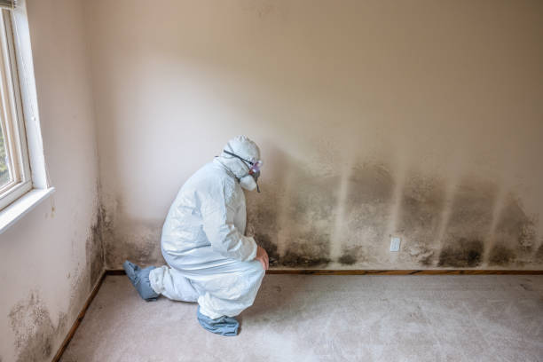 Best Professional Mold Removal  in Harper, KS