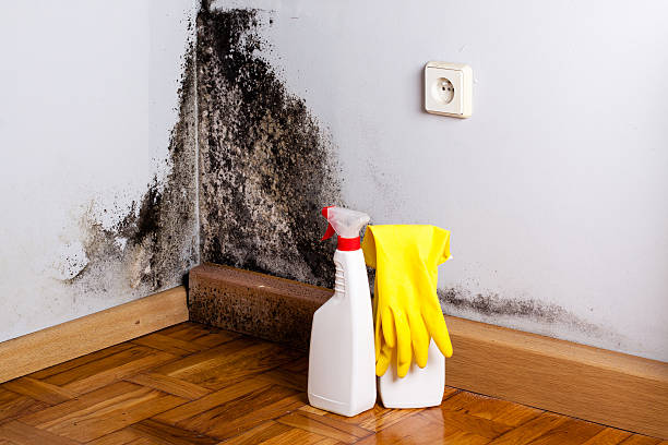 Best Fast Mold Removal  in Harper, KS