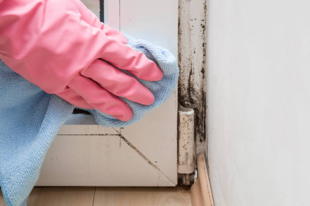 Best Mold Remediation  in Harper, KS