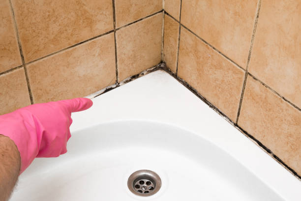 Best Crawl Space Mold Removal  in Harper, KS